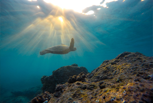 Ƽ·Ƽ֮[6] ŷ+ɽ+ï˵+⵺Ʊɫͣ˵Ĳ