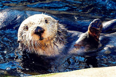 Ϻ10Ρ ɼ+ɽɽ+˹ά˹+ʮ+Ͽȹҹ԰+Ӵ󲮿У|ȳ