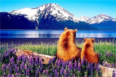 ׾·: [1] ϰ̹ɸ壬Alyeskaѩȼٴͱ|˼ɾ˳Уʽ