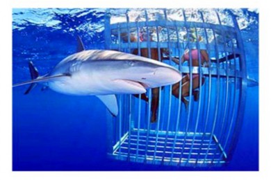 ĺ׹·: [ʰ] North Shore Shark Cage Tour׹