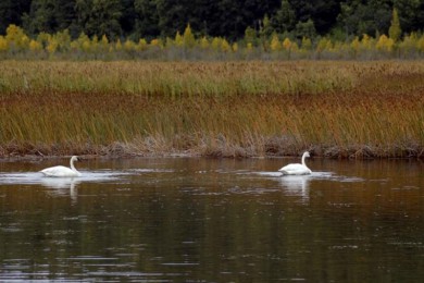 ·: [ҹ] ˮ񱣻Уɭֹ԰|ͣ2˳