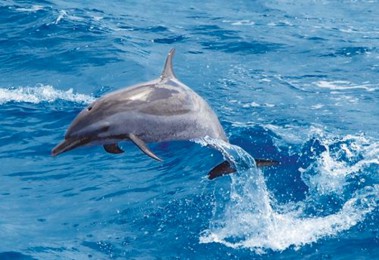 Ǳ·: ŷ뺣Ӿ Swim with Dolphins in the West Coast line of OahuA