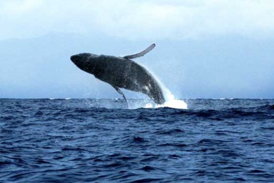 ·: ï˵ɳ۹۾֮|Eye-Level Whale Watching Eco-Raft Tour from Lahaina