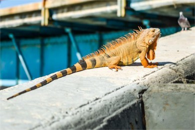 ๺·: [8] ⹫԰ѡĺǡϷɴԽ԰&Ϻ̲|֮