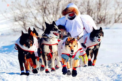 ../static/picture/detail_2_1411174872_us_ak_dog3.jpg