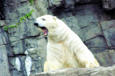 ʢɽ·: [Ӣ֮ɫ3] ºʲ+ɽ+ʢɽ