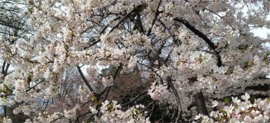 ϫ·: [ӣ泩3]ʿ+ѳ+ʢD.C.ӣ+ͶĦ|ޣֿ