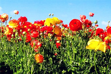 ɶƵ·: [ֵ4] ɽɽ+ɼ+ʥǸ+ʿ԰+Ӱ+|԰֮