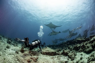 Ǳ·: ĿɴħҹǱ|Manta RayǱħ Ӣ