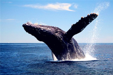 ̲·: [;1] ι̫ƽˮݣӵ̲;׷ʷ̽Ѱɻž