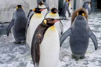 ī·: [ī2]쵺+ʮͽ+·֮