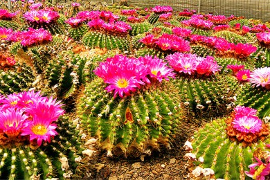 ƻ԰·: [ƷϿ5] ɼ+˹ά˹+Ѩ++ϿȶԵ++ɼѡг