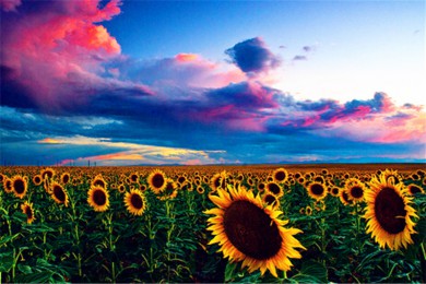 ˹ӱȦ·: [ذʿ󼫹] Խ֮Ȧʾּĳرףһ|Ȧ׷