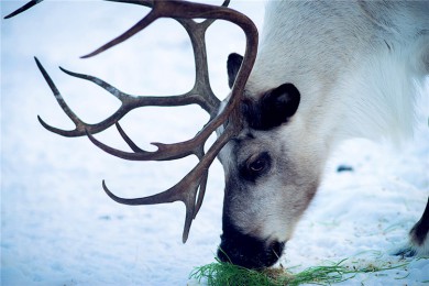 ׾·: [ȫ6] гηѶ˹+棬ԽȦͽŬ˹| ۲ⲻ