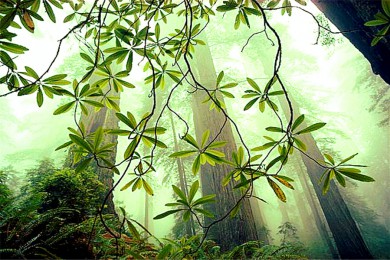 ҹ԰·: [峺7] ɽɽ++ʮ++ľɭ+ʥ³+ɽׯ|Ʒƣƹֱ