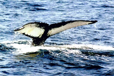 ۾·: [3]ɯѵé˹ֲ԰ͼʷĻ֮á