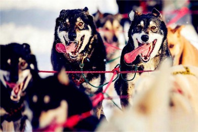 ˹ӹѩ·: [5] Ѷ˹+򼫵Ӫ+4μ۲+Ȧ۹Сɻ+ءWisemanľͼ| ס