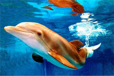 ·: [1] ī+ˮ庣̲|һɫ֮