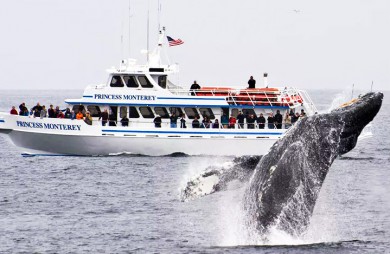 ·: Ĵ󵺹۾|Whale Watching On The Big Island