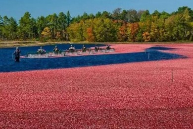 άͥ⹫԰·: [1] Խݮֲ˾ժԽݮˮάͥ⹫԰ʥڿ|