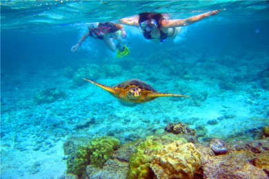 Ǳ·: ĻϿȸǱTurtle Canyons Snorkel Excursion from Waikiki, Hawaii
