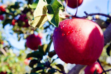 ժƻ·: [Ʒ1]һѷӹժƻ˹ͳʾ|Ʒѹʷ